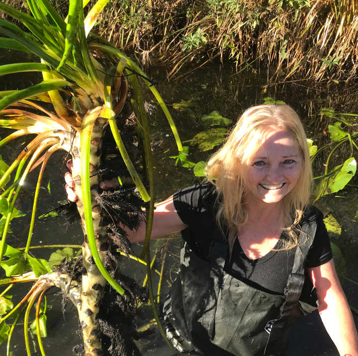 On the field with Nuphar sp. 