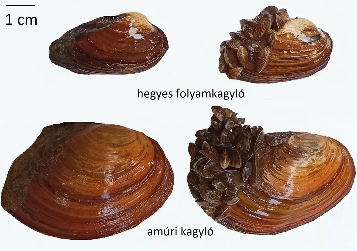 kagylók