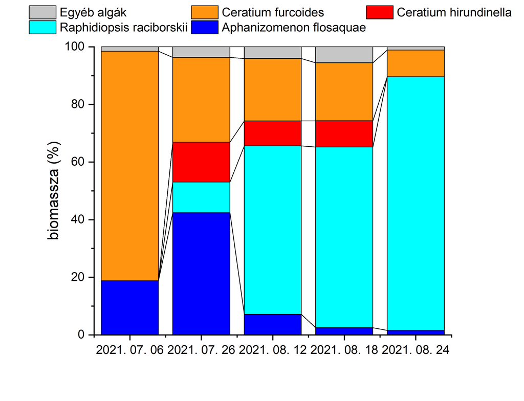 A fitoplankton összetételének változása 2021 nyarán a Keszthelyi-medencében