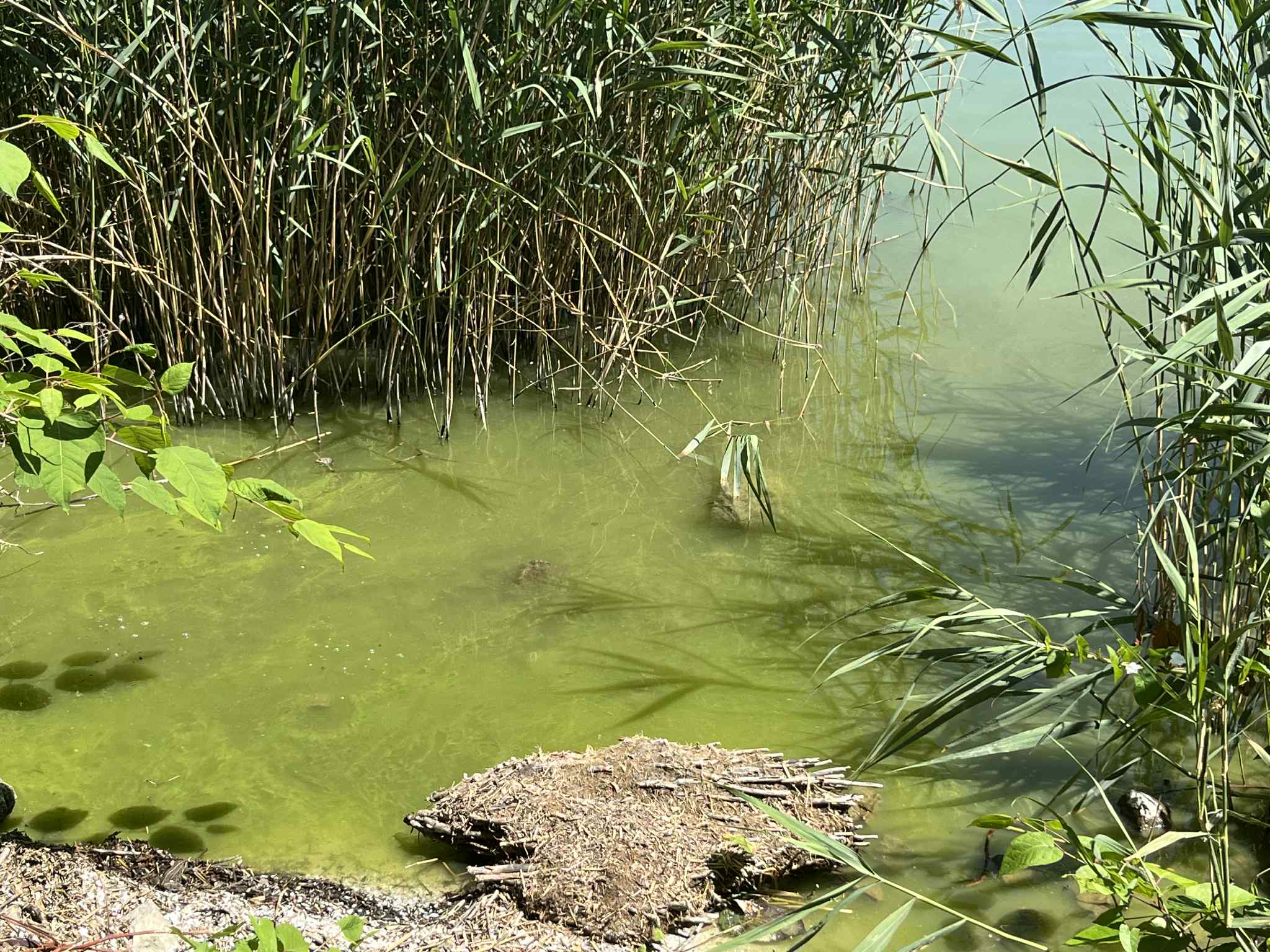Fonalas kékalgák a víz felszínén a Siófoki-medencében 2025.06.15-én