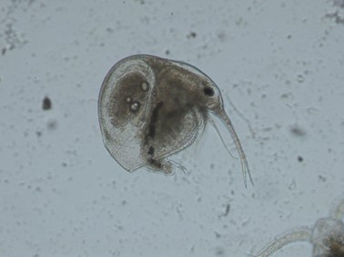 Bosmina coregoni Baird (Crustacea, Cladocera) a Balatonból (fotó: ELKH BLKI)