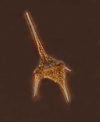Ceratium hirundinella