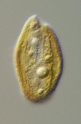 A Cryptomonas fajok az őszi Balatonban gyakori egysejtű algák, ovális sejtjeik mérete 20 mikrométer körüli.