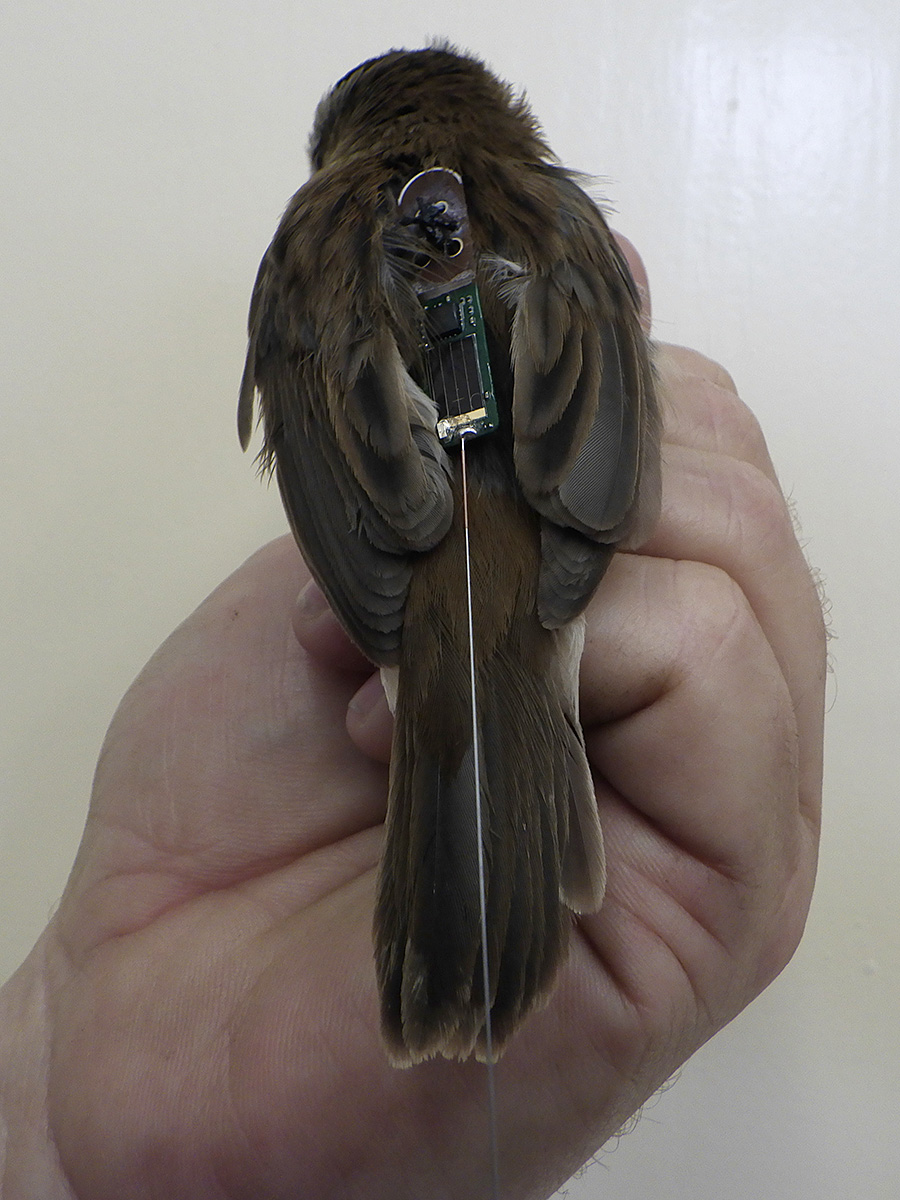 Fülemülesitke jeladóval