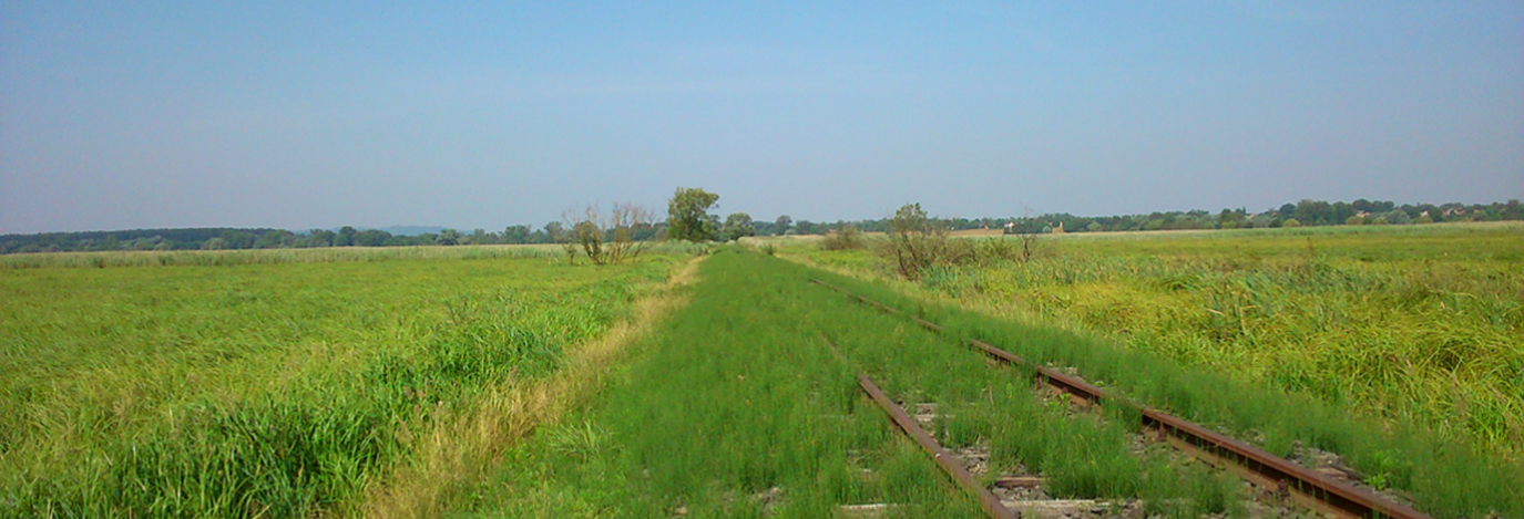Mintagyűjtő útvonal (felhagyott vasúti töltés) a Keleti-Berek magassásos élőhelyén