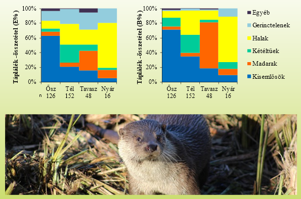 A vidra táplálék-összetétele a Kis-Balatonon minőségi és mennyiségi számítás alapján. E% - százalékos relatív előfordulási gyakoriság, B% - százalékos számított biomassza összetétel, n - mintaszám. Keleti-Berek.