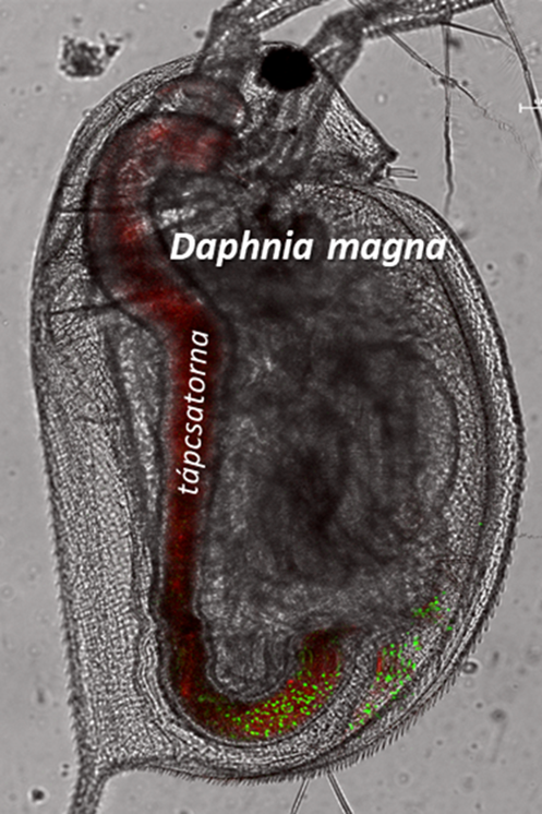 daphnia