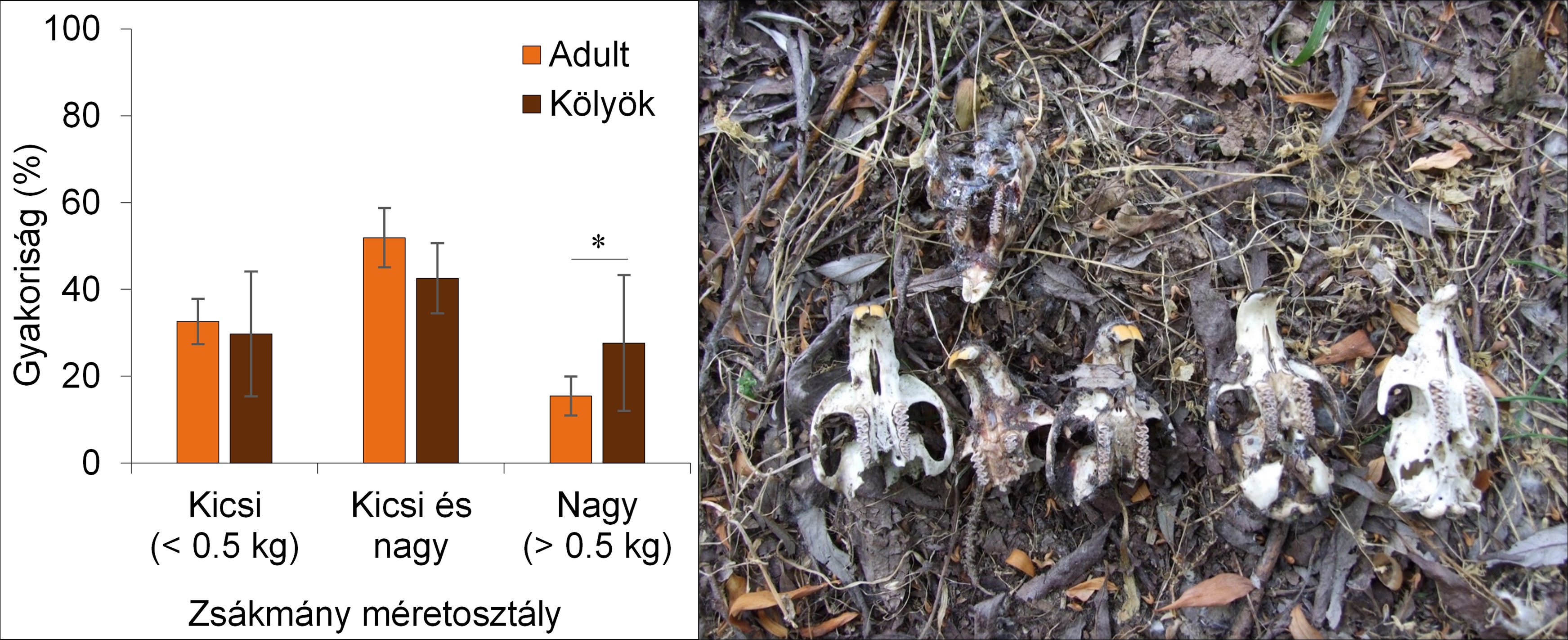 Adult és kölyök rókák táplálékának prédaméret szerinti eloszlása (átlag ± SE) * csoportok közötti szignifikáns (p<0,05) különbséget jelez.  Róka kotorék körül gyűjtött pézsmapocok koponyák (zsákmánymaradvány, Kis-Balaton)