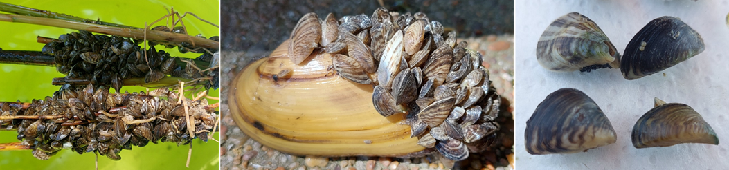 Parti sávban élő invazív Dreissena kagylófajok (vándorkagyló, kvagga kagyló) kolóniái