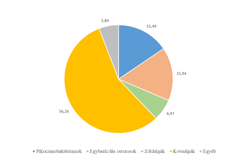 2. ábra Az algaközösség biomasszára vonatkoztatott százalékos összetétele a Keszthelyi-medence nyíltvizében 2024.05.13-án.