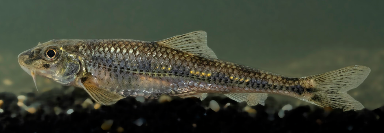 Romanogobio carpathorossicus 