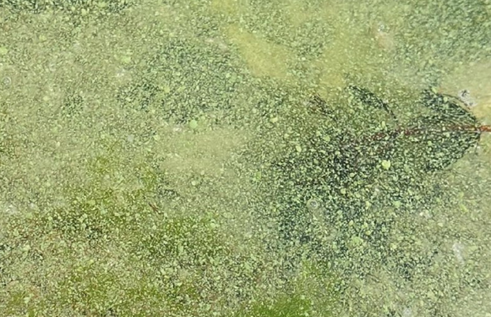 A vízfelszínen felhalmozódó, „morzsalékos” állagú sárgászöld színű algatömeg (2022. augusztus 25., Tihany)