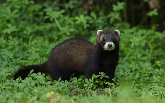 Közönséges görény (Mustela putorius)