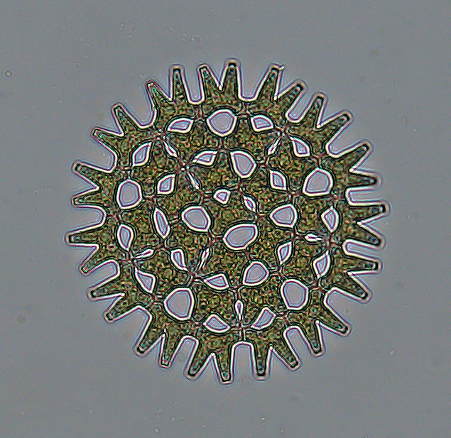 Pediastrum duplex zöldalga, melynek  átmérője kb. 100 mikrométer. Fénykép: Vörös Lajos