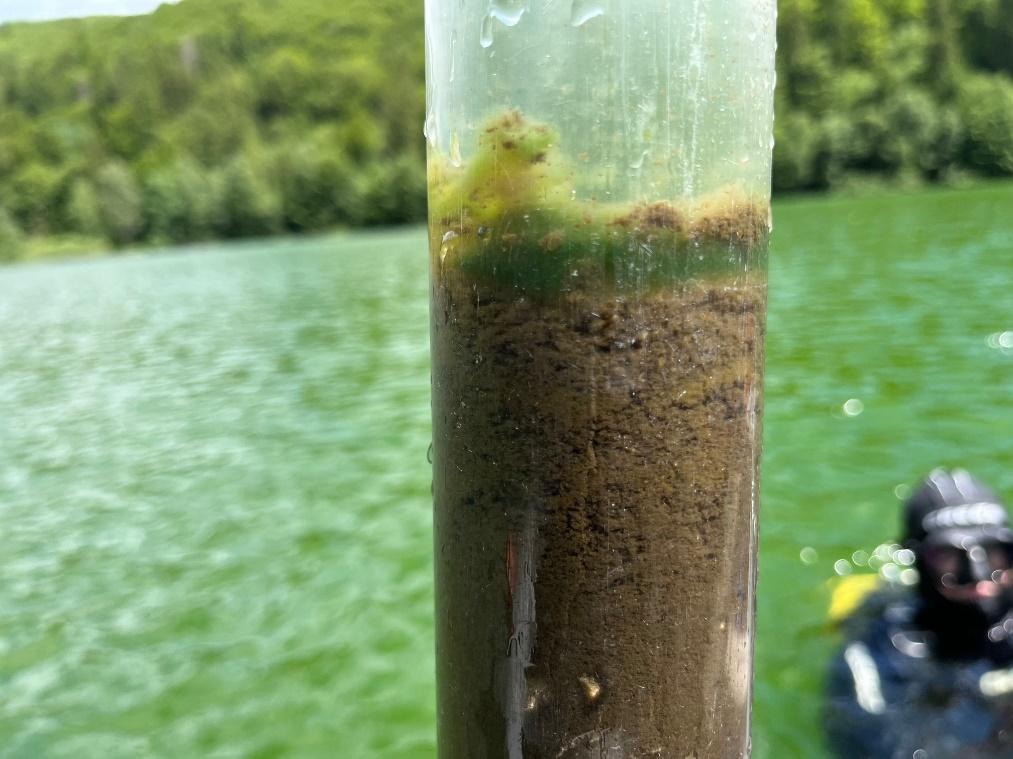 alga