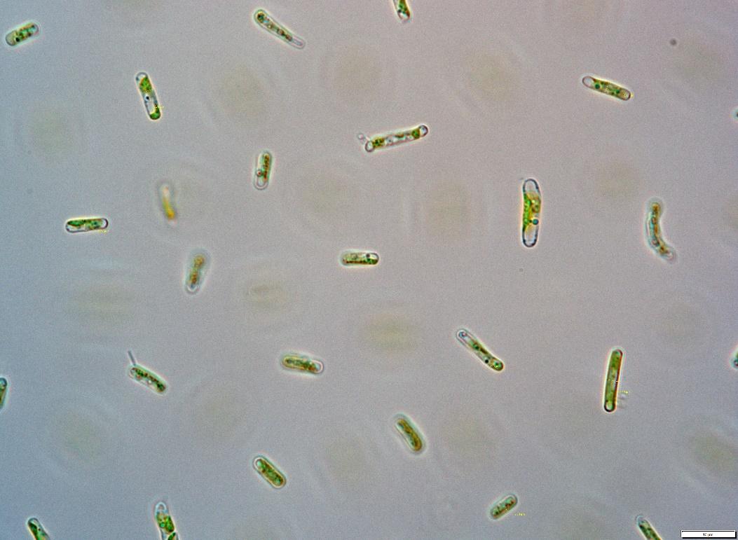 alga