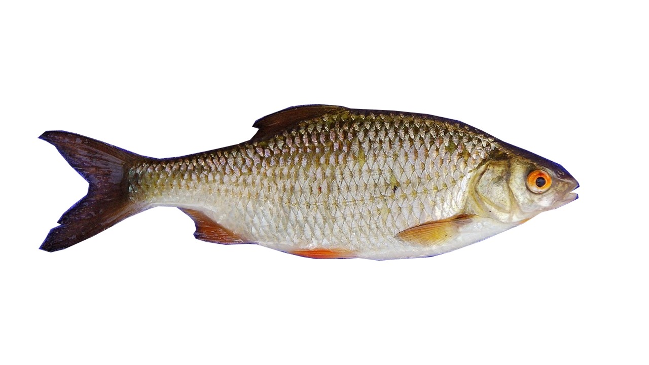 bodorka