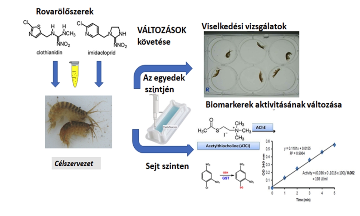 A neonikotinoid hatásvizsgálatok menete. A vizsgált végpontok a viselkedési változások, egyes biomarkerek mennyiségi változásai, illetve sejt szintű változások nyomon követése.