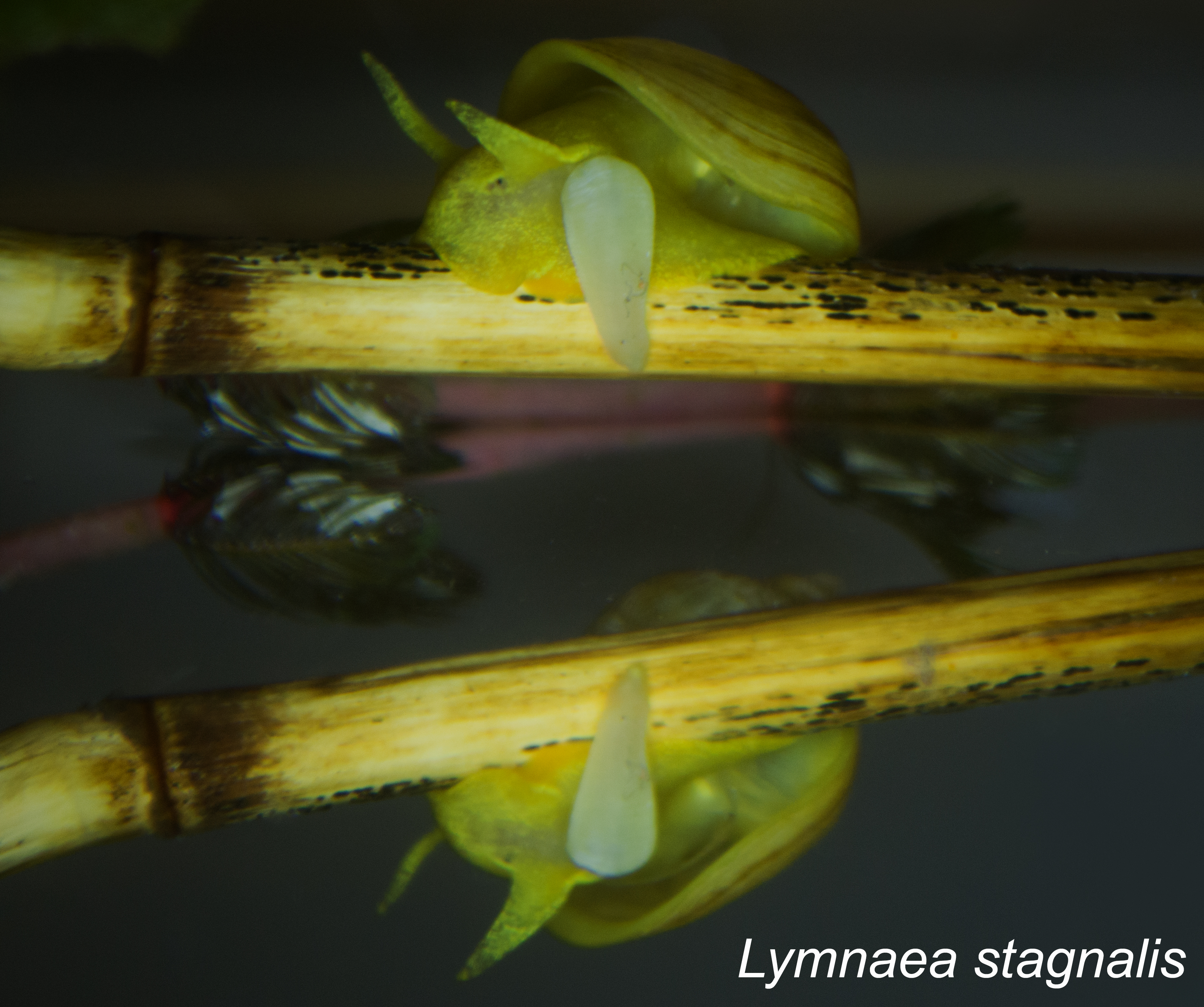 Our well known model animal - the great pond snail (Lymnaea stagnalis)