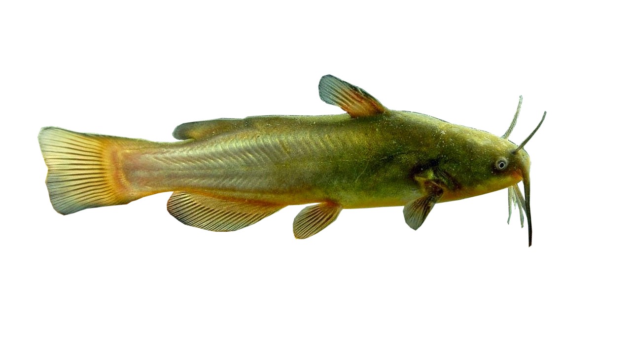 törpeharcsa