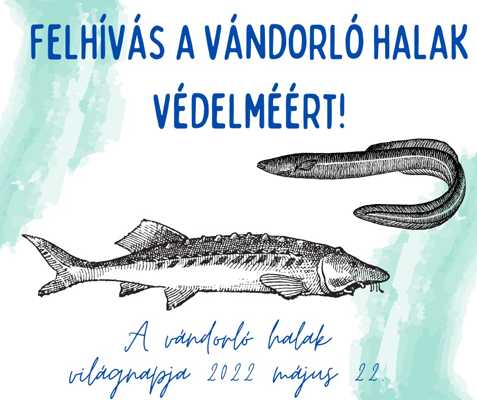 Vándorló halak megmentése plakát