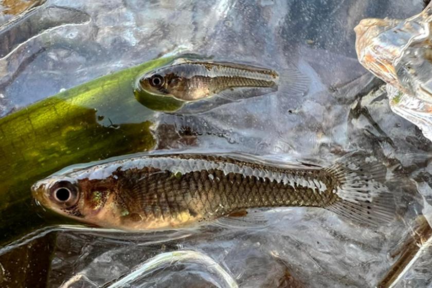 Lente Vera - szúnyogirtó fogasponty