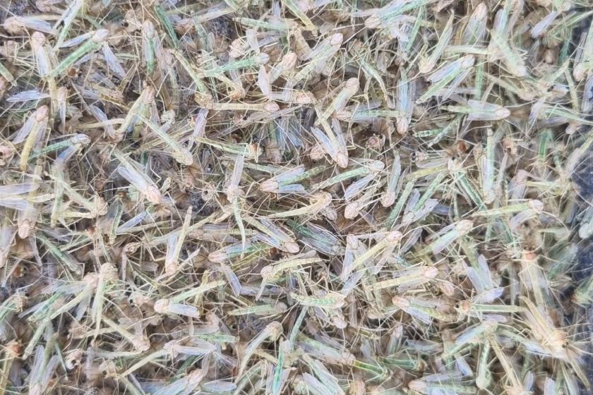 kép árvaszúnyogokról