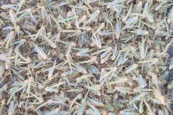 kép árvaszúnyogokról