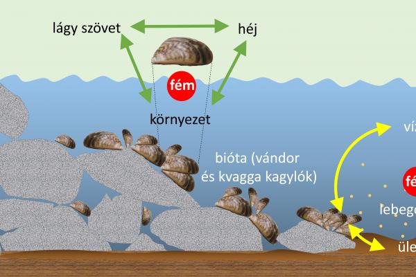 ábra a kagylók fémtartalmának változásáról