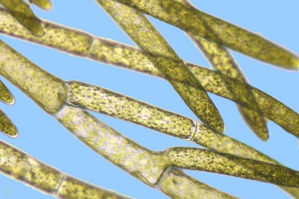 Cladophora_glomerata