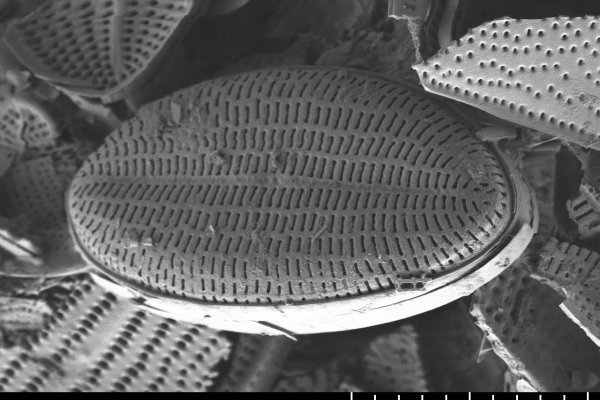 A Cocconeis ectorii kovaalga faj elektronmikroszkópos képe (Fotó: Research Group Diatoms, BGBM, FU-Berlin)