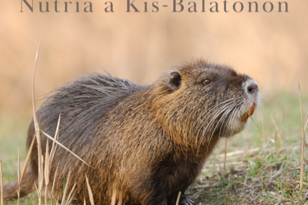 nutria fotó
