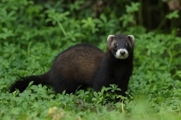 Közönséges görény (Mustela putorius)