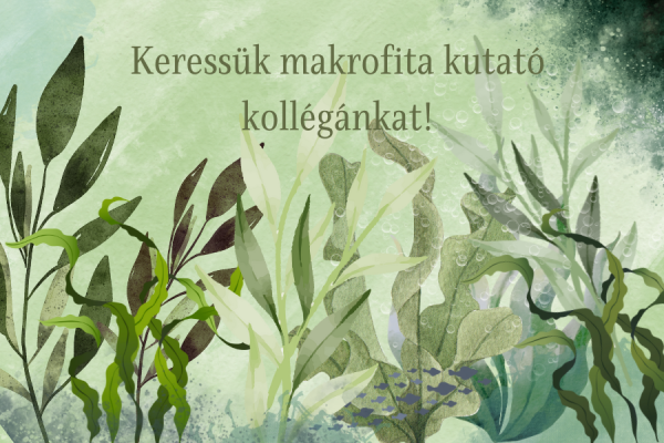makrofita kutatót keresünk plakát
