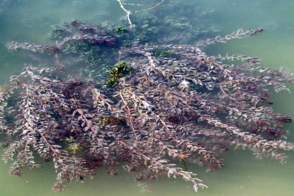 Myriophyllum spicatum (füzéres süllőhínár)