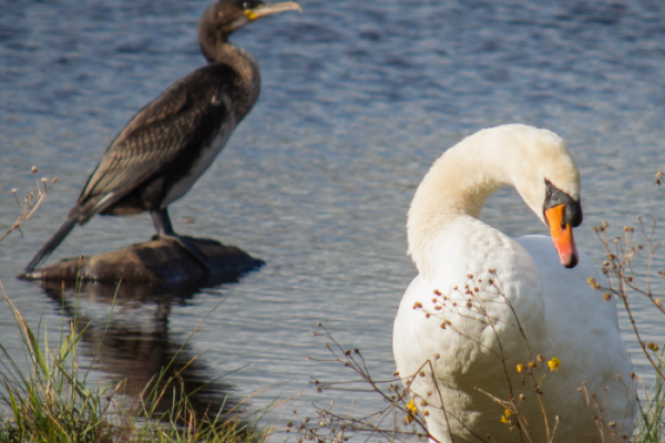 hattyú és kormorán