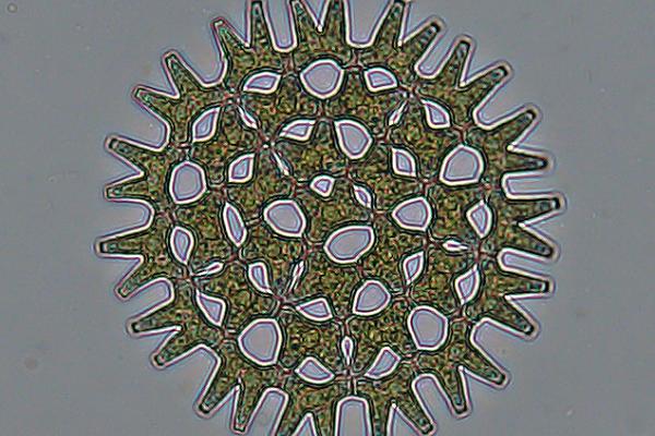 pediastrum duplex
