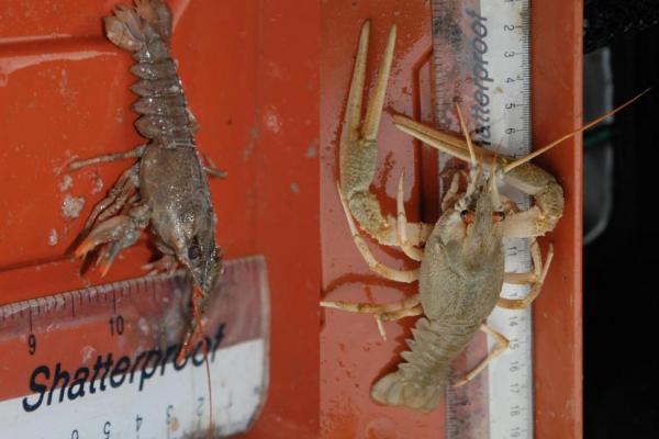 kecskerák és cifrarák