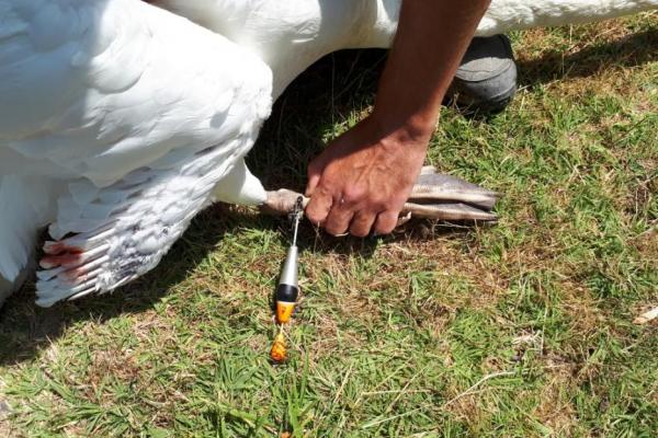 hattyú lábára tekeredett damillal