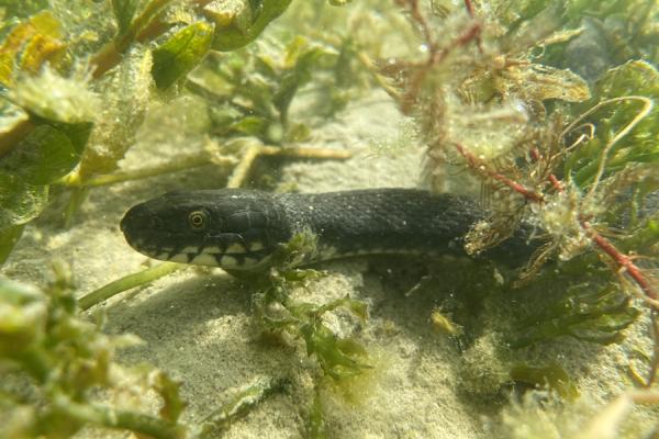 Nőstény kockás sikló (Natrix tessellata)