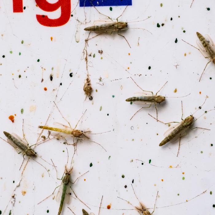 árvaszúnyogok Fotó: Sági Ági