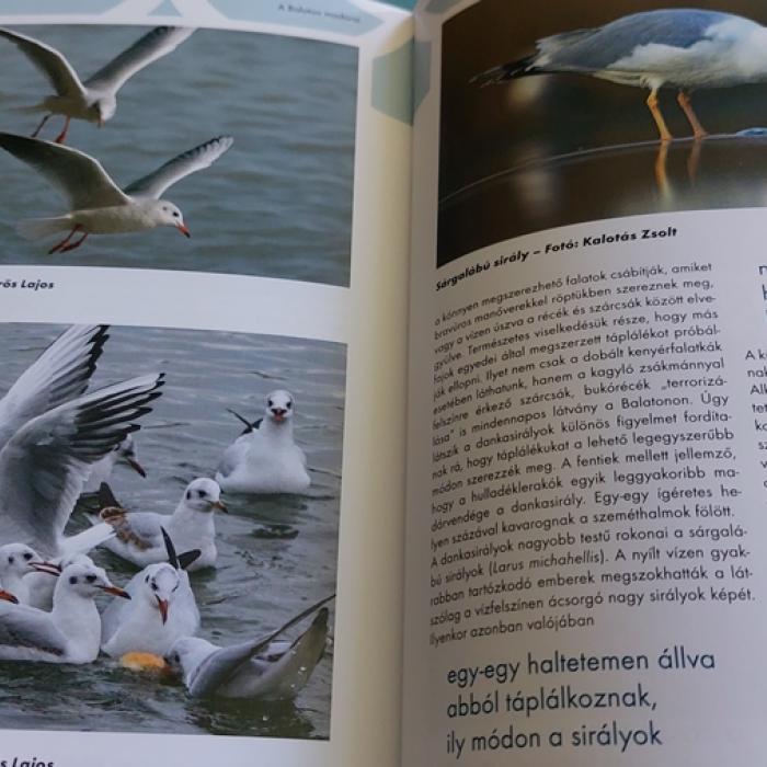 Balatoni természetkalauz