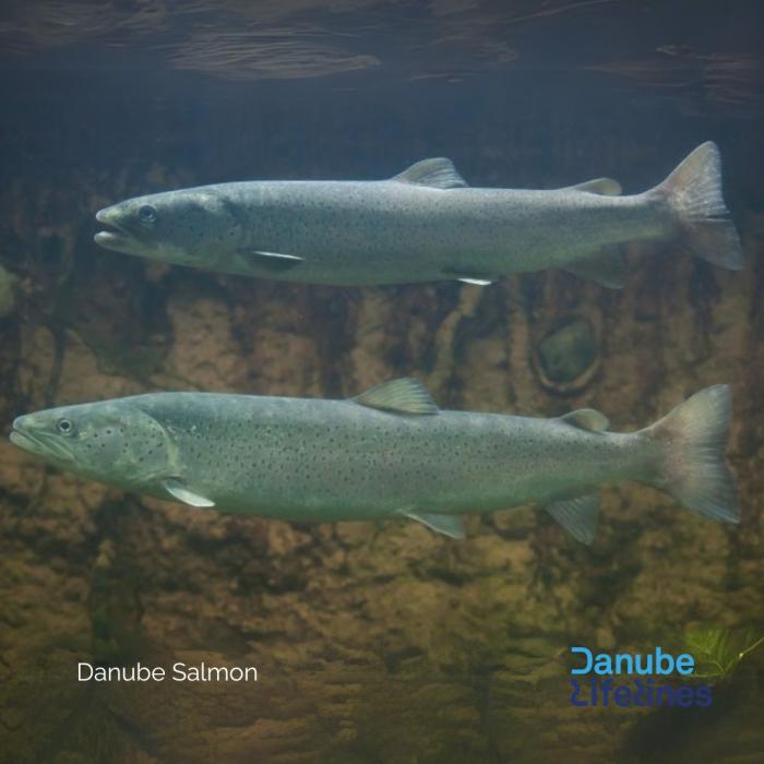DANUBElifelines (DLL) projekt