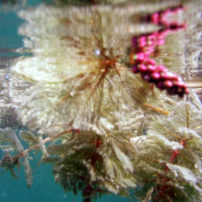 Myriophyllum spicatum