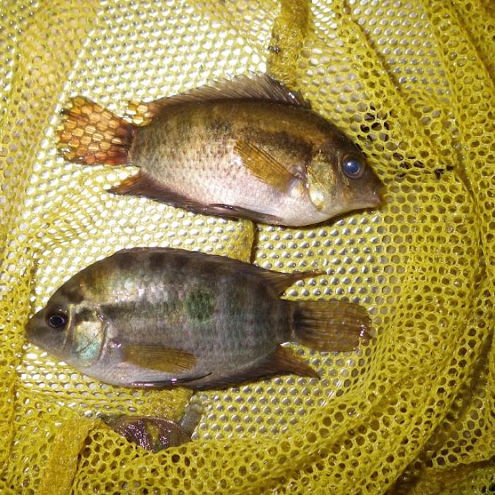 Szivárvány sügerek