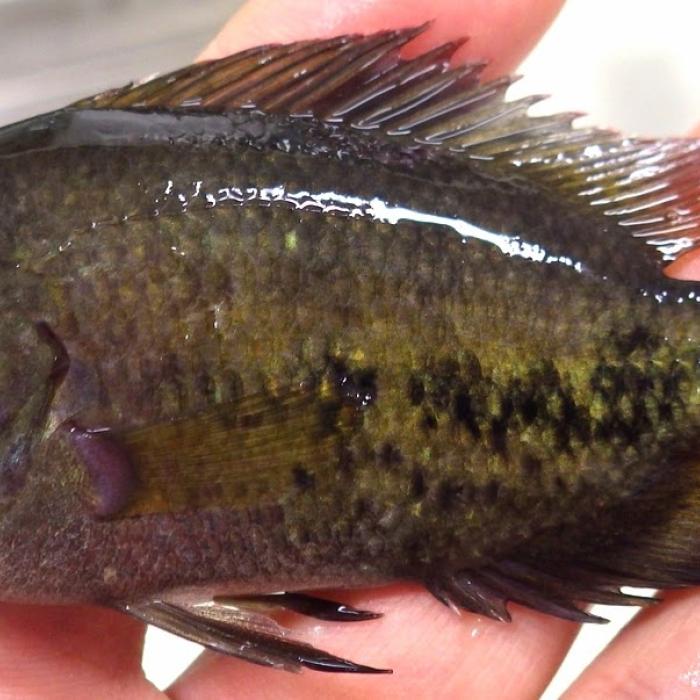 Tűzfejű tarkasügér hibrid